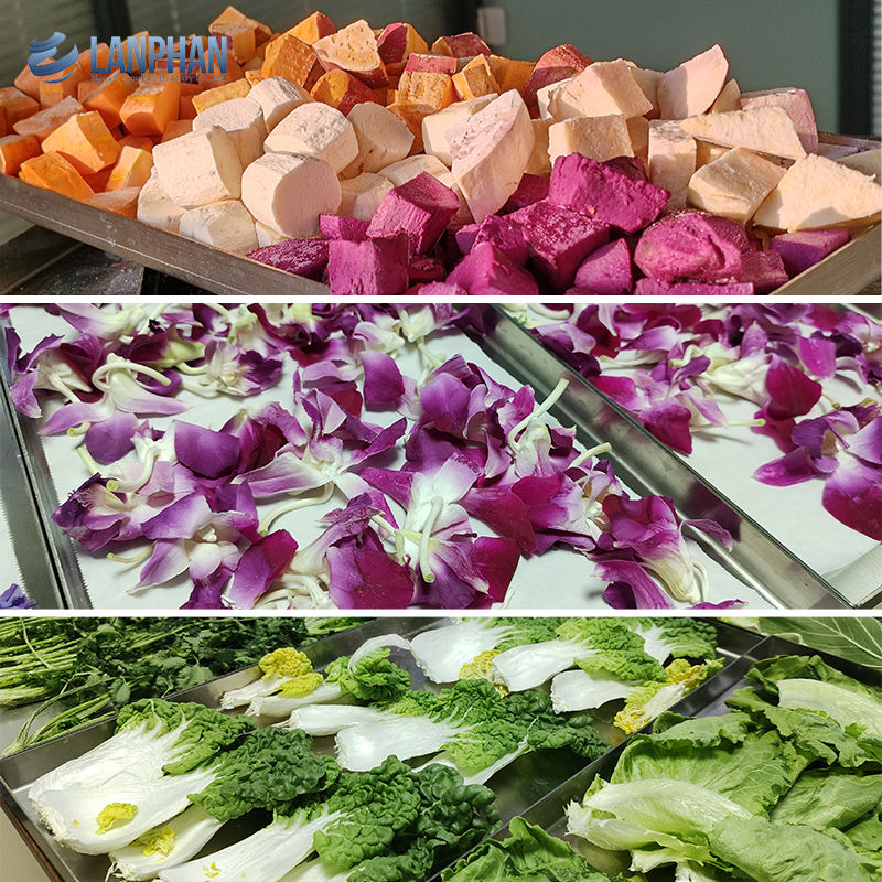 6 kg 10 kg 20 kg Liofilizatore di frutta Equipaggiamento di liofilizzazione a vuoto per uso domestico Liofilizzatore alimentare