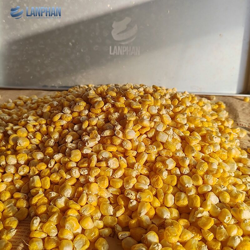 Macchina per liofilizzazione sottovuoto automatica piccola per alimenti, frutta e carne da 4-6 kg per uso domestico