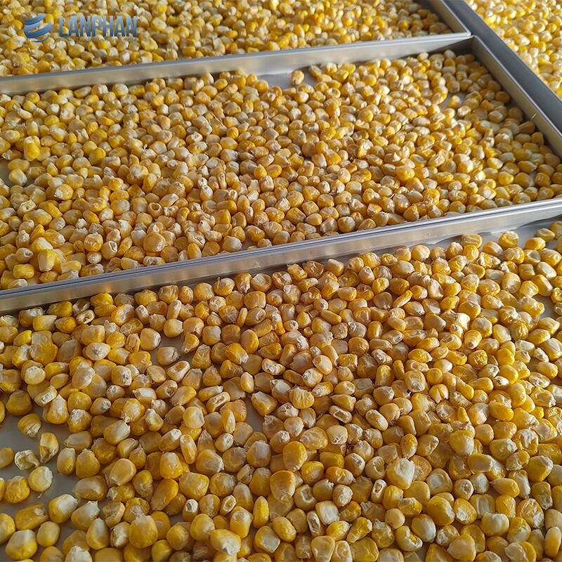 5-Tray Small Size Freeze Dryer in acciaio inossidabile con pompa d'olio per cibi dolci